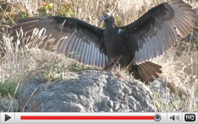 vulture